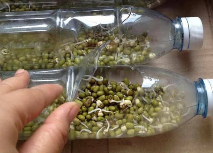 Tanam Taugeh Dalam Botol Plastik Terpakai Lebih Mudah Diuruskan - IMPIANA