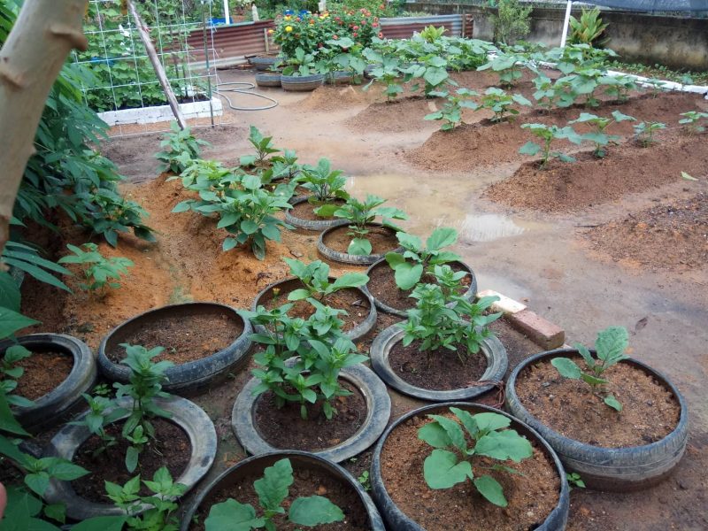 Pengurus Kewangan Ini Kongsi 10 Tip Kebun Untuk Pastikan 